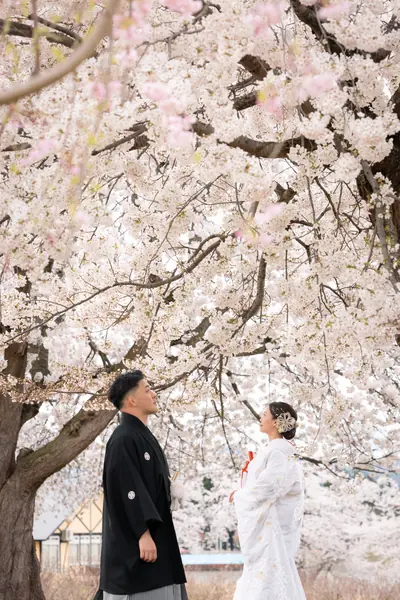 枝垂れ桜と白無垢